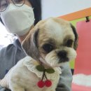 펫플러스라이프 이미지