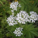 강과소나무 이미지