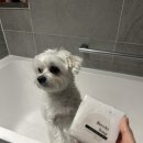 벨하이솝 | 리뷰 | 벨하이솝 자운베리솝 반려견 비누 솔직 후기 / 강아지 샴푸 대신 천연비누로 개비린내 탈출