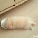 청주지웰동물병원 이미지