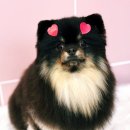 참좋은애견미용실 이미지