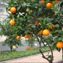 서귀포감귤박물관 이미지