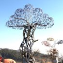 소리나무 이미지