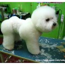 프린세스애견 이미지