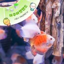 거북섬 해로토로호 이미지