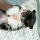 일산애견 이미지