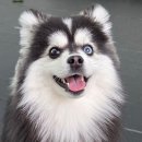 강아지꿈 - 원주시 남산로 178 | 서울 강아지 산책 추천🐶 북서울 꿈의숲 애견동반 후기 (넓어서 진짜 좋아요) (ft.반려견 놀이터 정보...