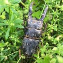 더덕쟁이 이미지