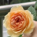 장미꽃핀집 이미지