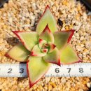 별따오기 이미지