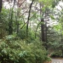 늘푸른숲 이미지