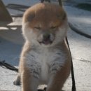 죠우