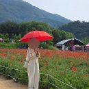 마당목장 | [강원도 가볼만한곳] 원주·춘천 여행 후기 (해피초원목장 | 양귀비 축제)