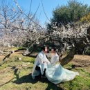 다압면 무료대여소 | 광양매화축제 한복대여로 인생샷 건지기(개화상황,주차, 꿀팁 6가지)
