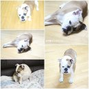 줄리잉글리쉬