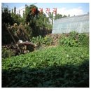 신효동-4 이미지