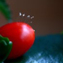 양지농장 이미지