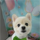 이쁜댕 네이버블로그