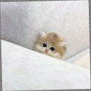 캣스토리 고양이분양 일산본점 이미지