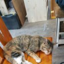 가족나무 이미지