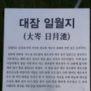 시청 소나무 이미지