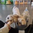 사단법인 한국동물구조관리협회 동물병원 | 유기견입양 한국동물구조관리협회 포인핸드 강아지 입양