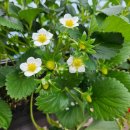 봄이네농장 이미지