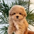 하이켄넬 이미지