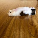 요리요리 이미지