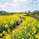 생림마사터널자전거카페앞 | 노란 물결의 봄의 전령사! 유채꽃 전국 명소 및 개화시기 가이드