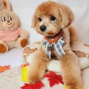 오로라 애견미용샾 | 일산 애견미용 잘하는 곳 백석동 애견미용 도기샾 만족후기