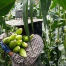 송가네농장 이미지