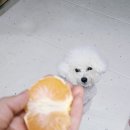 방가네농장 이미지