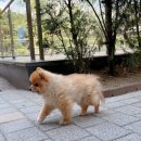 Dr.수 동물병원 | 강아지디스크 마음을나누는동물병원 침 치료 후기