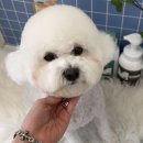 모모 애견미용 | 대전 서구 도안동 애견미용 후기 | 모모랑