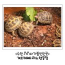 게코카페티라노 - 수원시 팔달구 행궁로 19 | 수원 행궁동 아이와 가볼만한 곳 파충류 체험 가능한 게코카페티라노 행궁점 후기