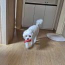 순복목장 | 12월 제주 가족여행(1) (중문 흑돼지, 카페 오놀, 빈티지쇼핑, 우도)