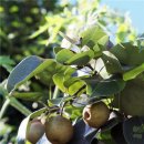 추장민박 이미지