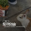 강원도 평창 가볼만한곳 🐰 대관령 토끼의숲 후기 | 다양한 동물 먹이주기 체험까지