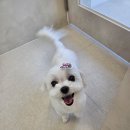 코코 SALON | 겨울철 강아지 털 관리 고민 해결해준 코코별, 말티즈미용 후기