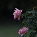 작은평화 Daum카페