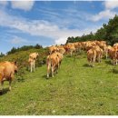 일도목장 이미지