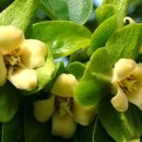 감꽃향기 이미지