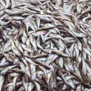 울진오징어사랑마을영어조합법인 이미지