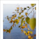 로렌시아 이미지