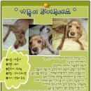 예솔 이미지