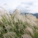 낙동강변22 이미지