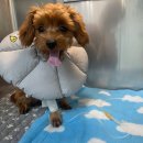 베리굿동물병원 이미지