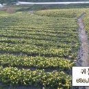 선화농장2 이미지