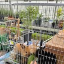 일성비치콘도미니엄 | 이천 하미르팜 | 루덴시아 다음 코스, 백향과청 만들기 가족체험